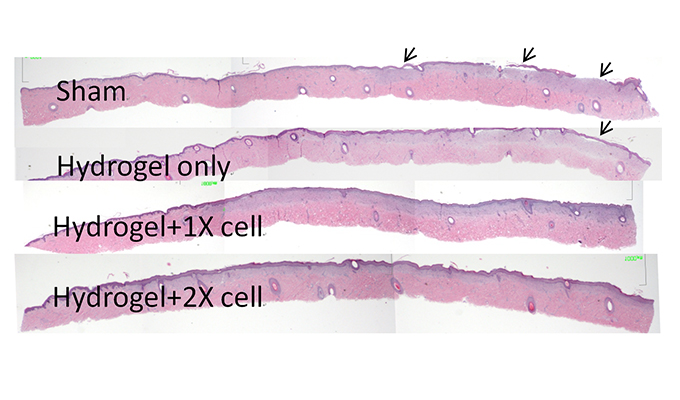 Transwell Biotech Co., Ltd.