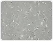 Transwell Biotech Co., Ltd.