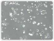 Transwell Biotech Co., Ltd.