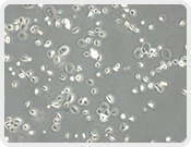 Transwell Biotech Co., Ltd.