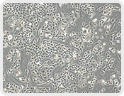 Transwell Biotech Co., Ltd.