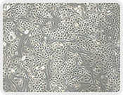 Transwell Biotech Co., Ltd.