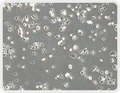 全崴生技股份有限公司