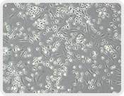 全崴生技股份有限公司