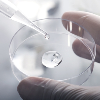 人類滋養層細胞 (HFF)