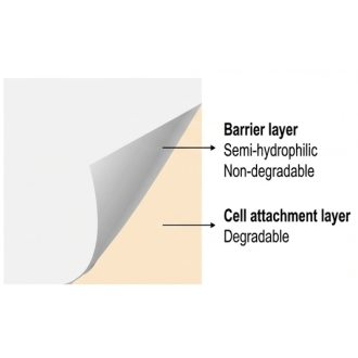 TWB-301 臍帶間質幹細胞